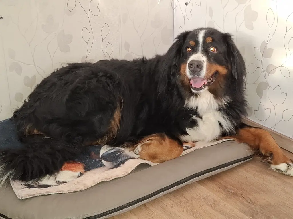 Bild von Buddy