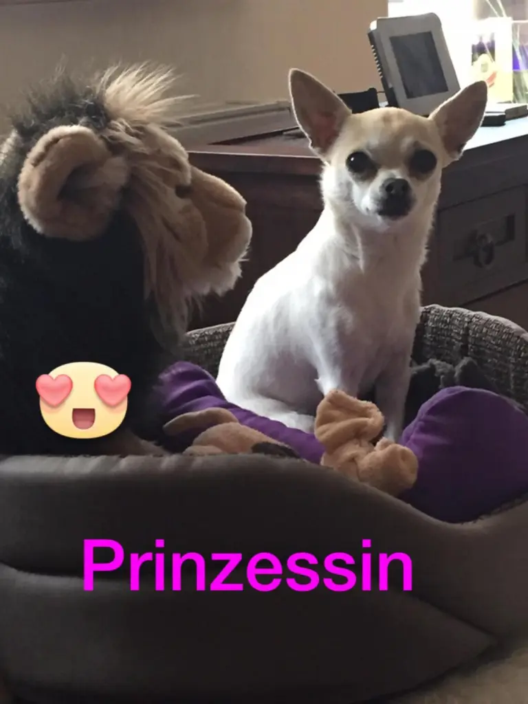 Image from Coco