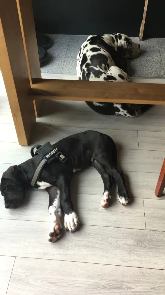 Image from Finn