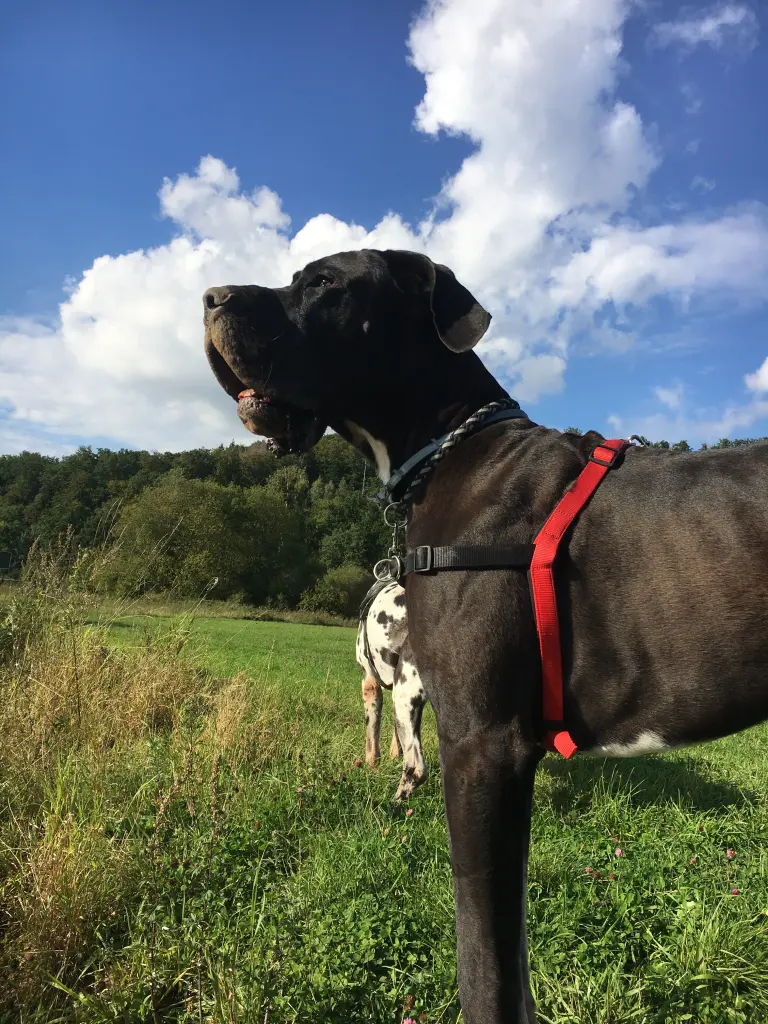 Image from Finn