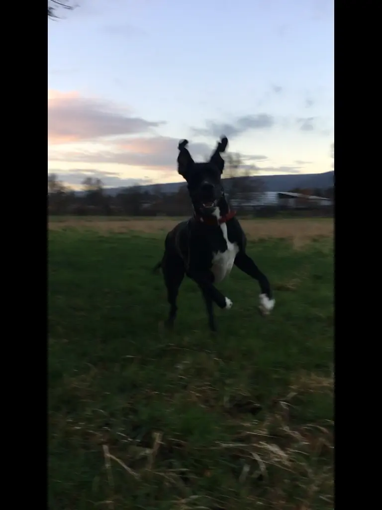 Image from Finn