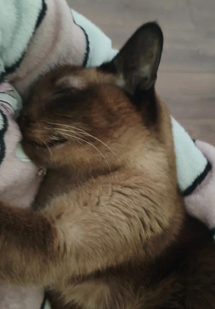 Image from 猫子