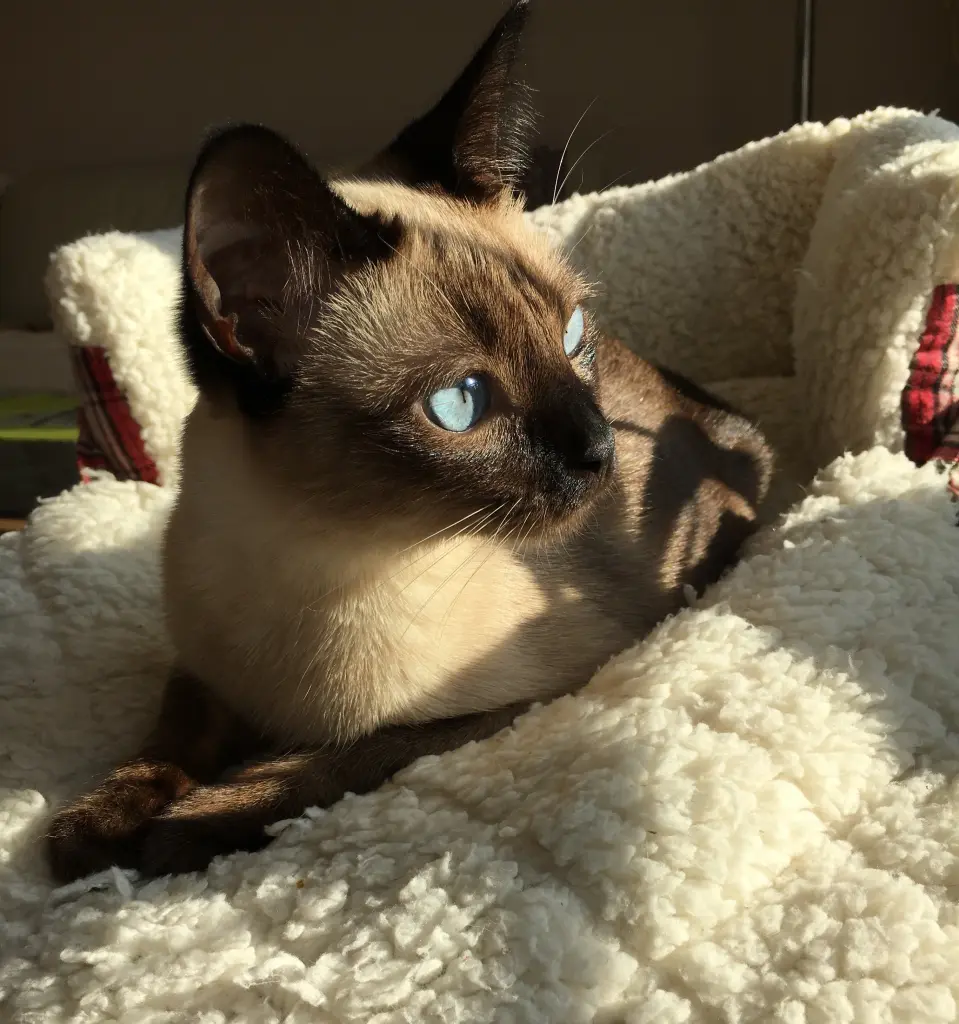 Image from 猫子