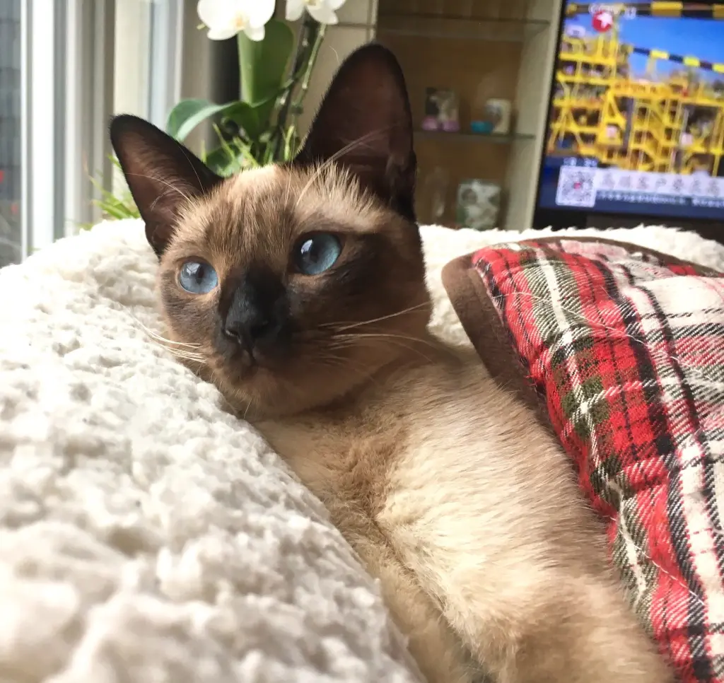 Image from 猫子