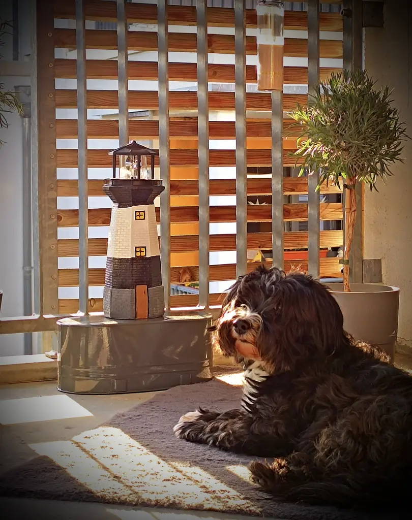Bild von Balu