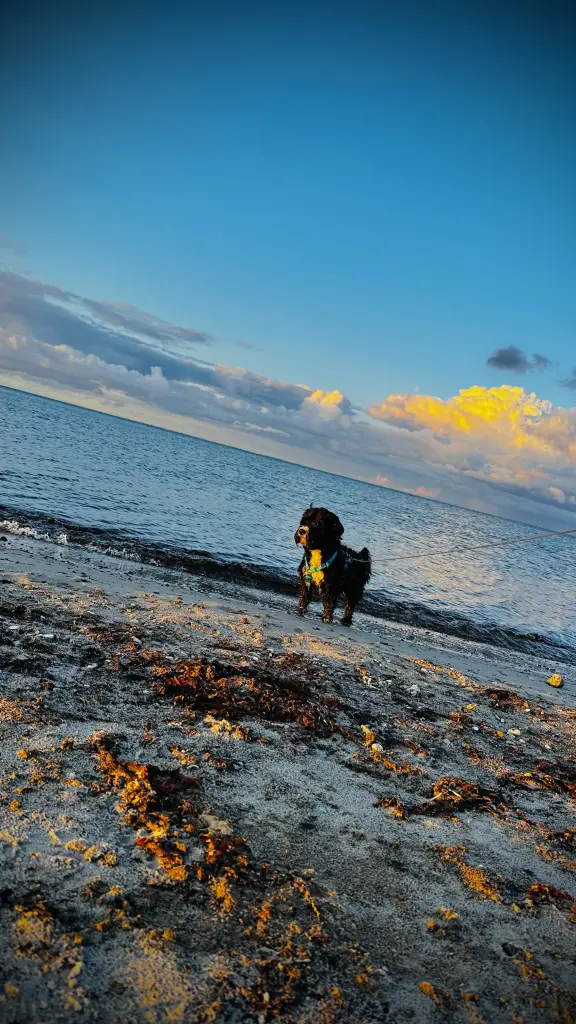 Bild von Balu