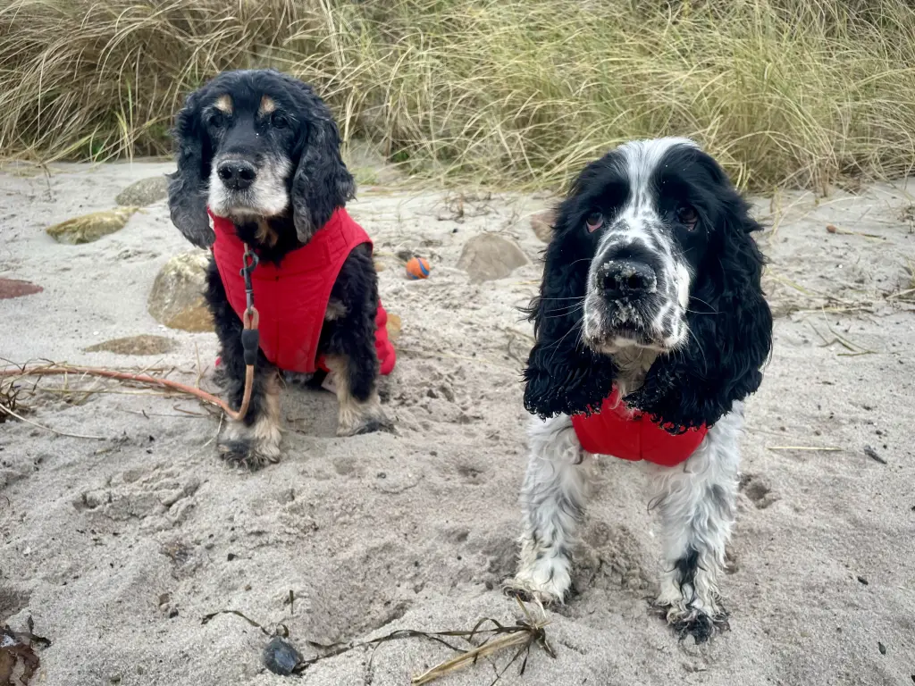 Condolence image of Murphy und Dorit