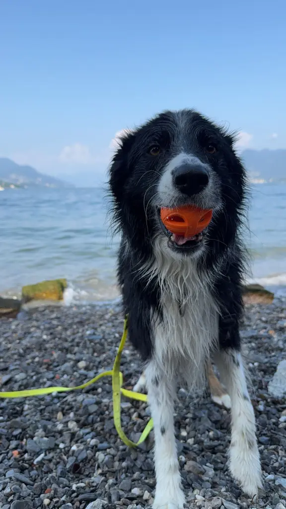 Bild von Benny