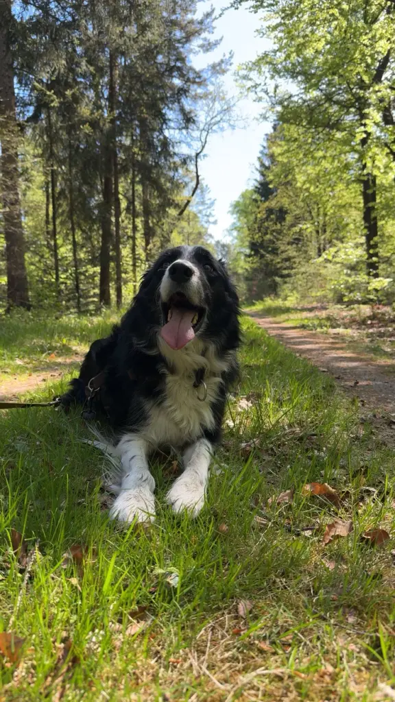 Bild von Benny