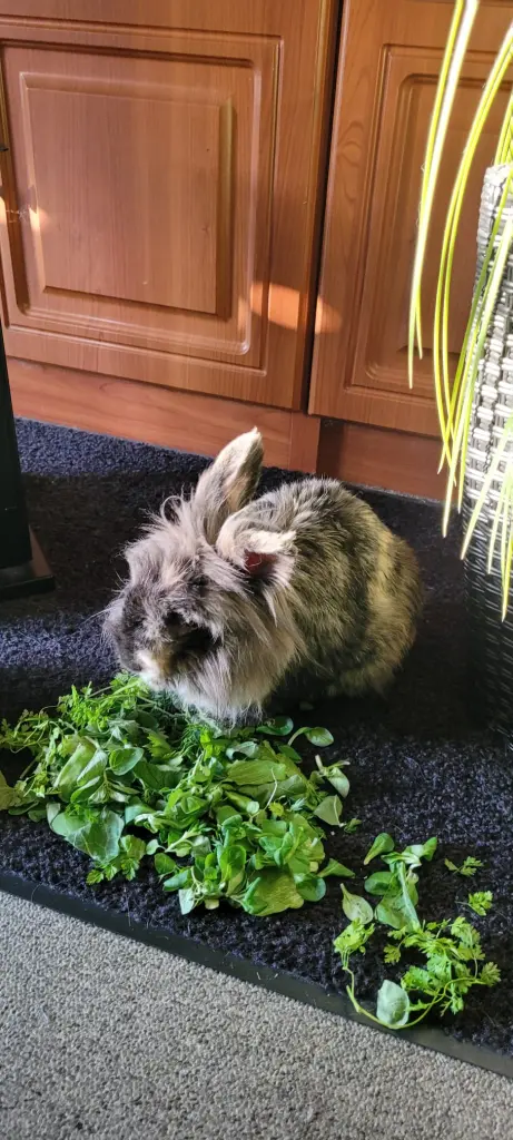 Bild von Fridolin