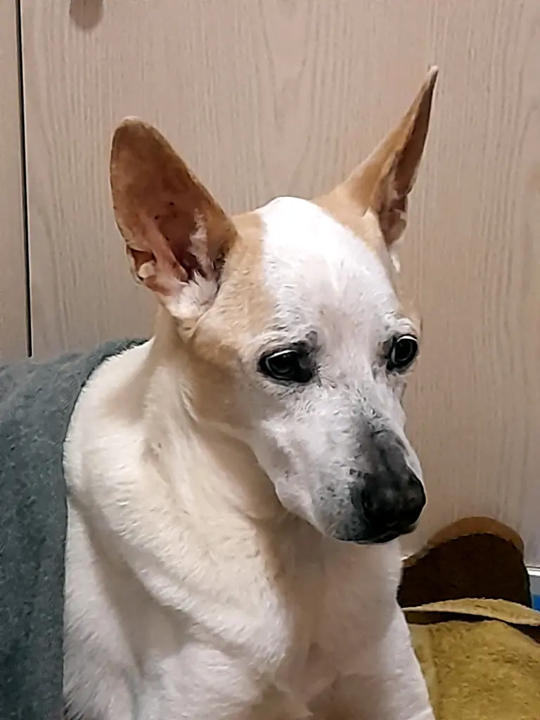 Bild von Bambi