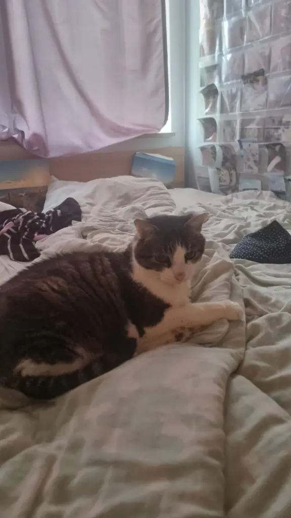 Bild von Balu