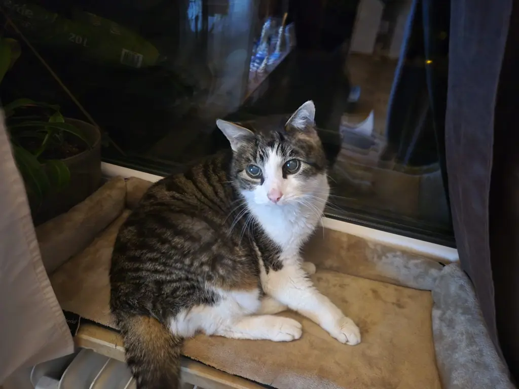 Bild von Balu