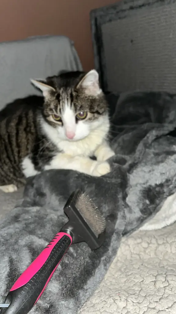 Bild von Balu