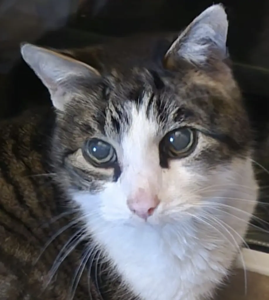 Bild von Balu