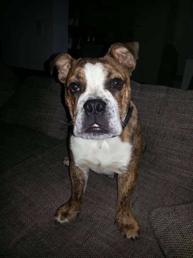 Bild von Monty
