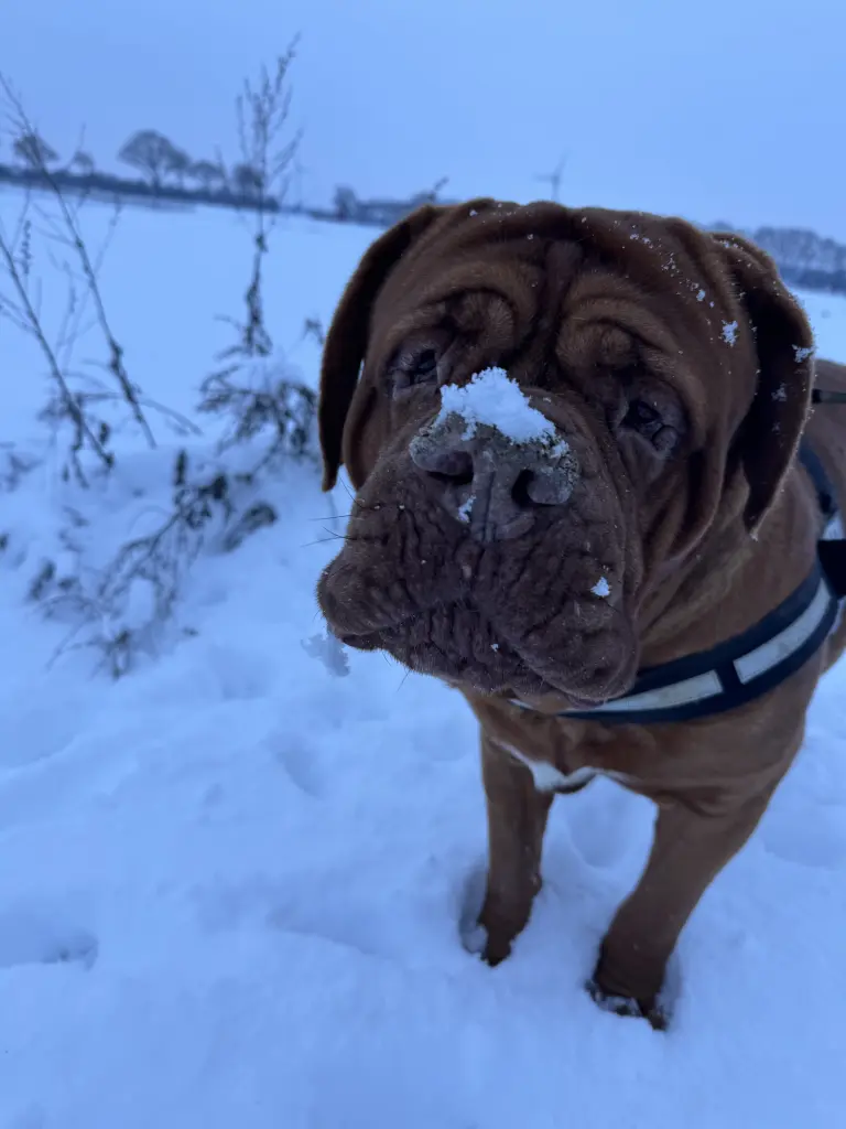 Wir haben den Schnee immer sehr geliebt