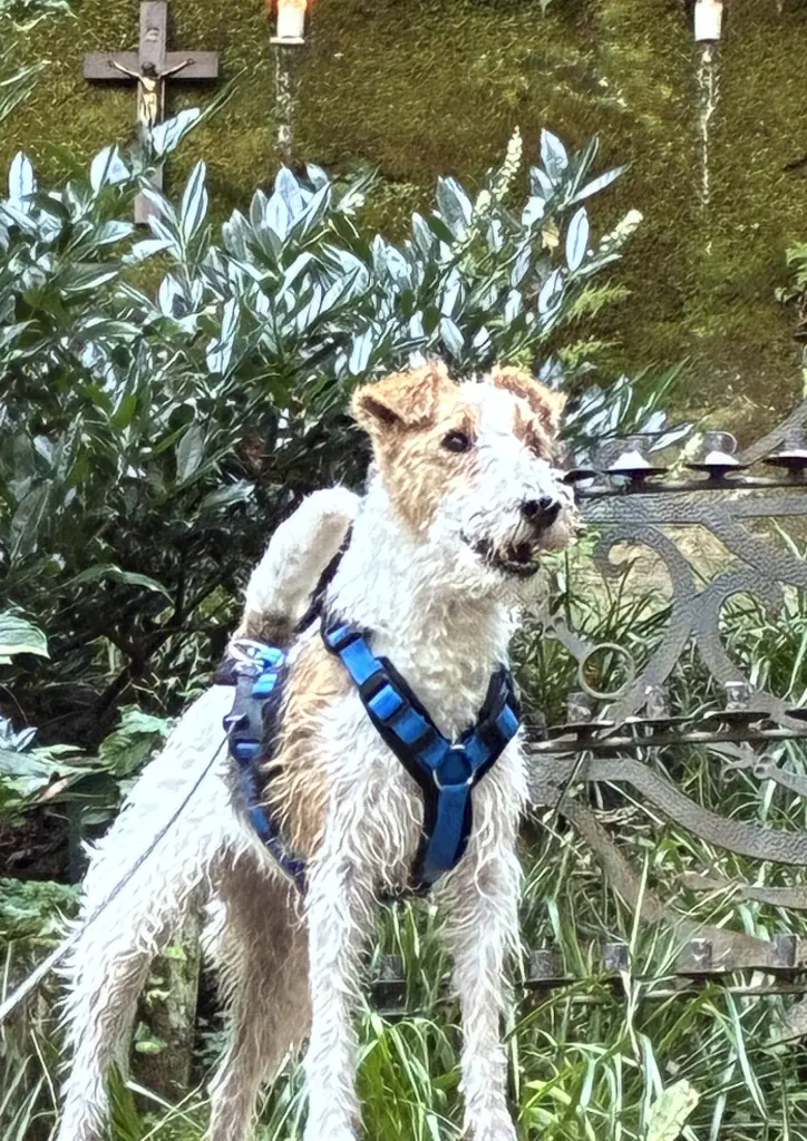 Bild von Foxi