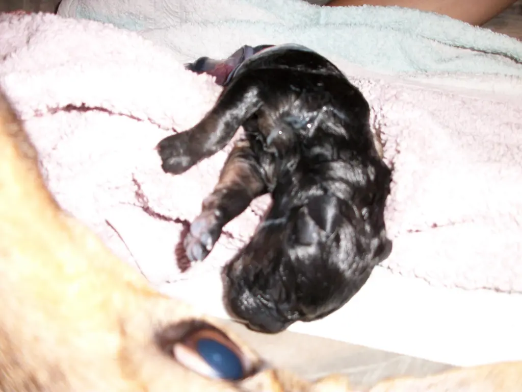 Bild von Anka