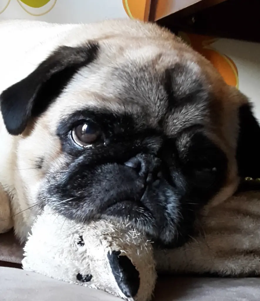 Bild von Muffin