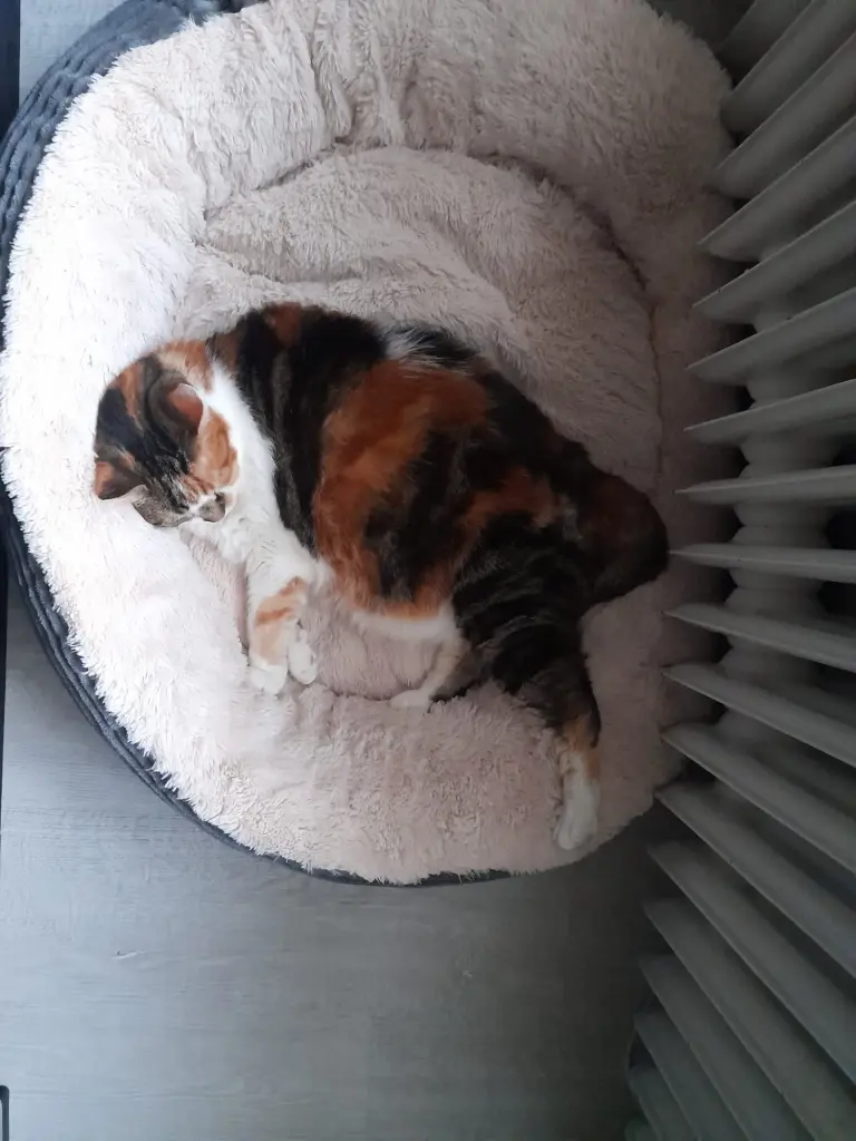 Bild von Lilly