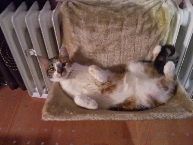 Bild von Lilly