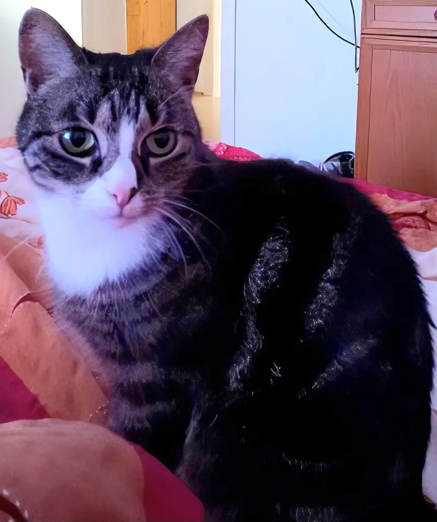 Bild von Lilli
