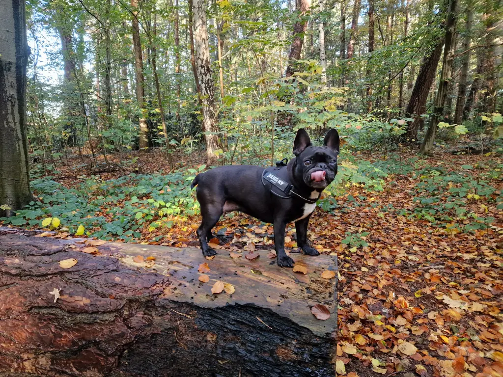 Bild von Peach