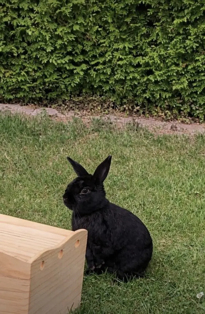 Bild von Briochi