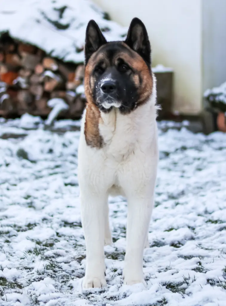 Bild von Teo
