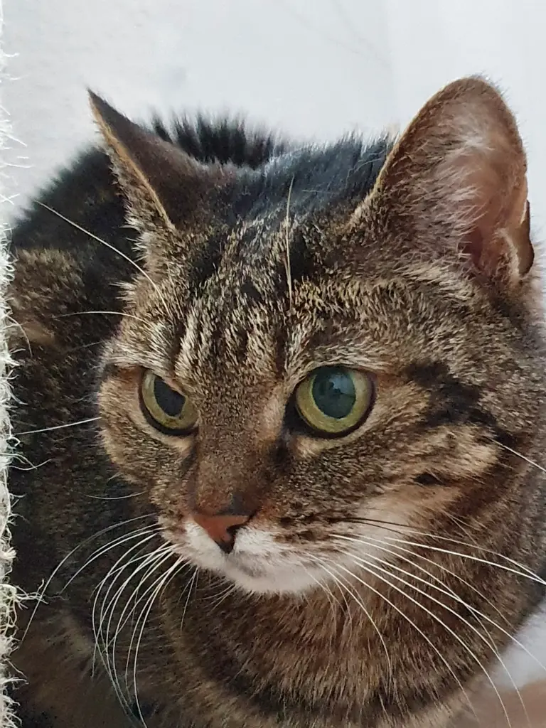 Bild von Lotte