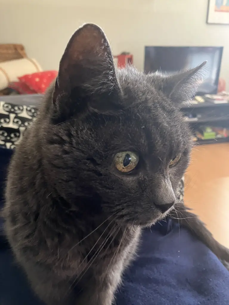 Freche kleine Zaubermaus