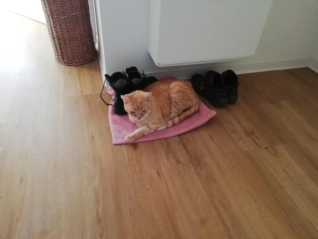 Bild von Simba