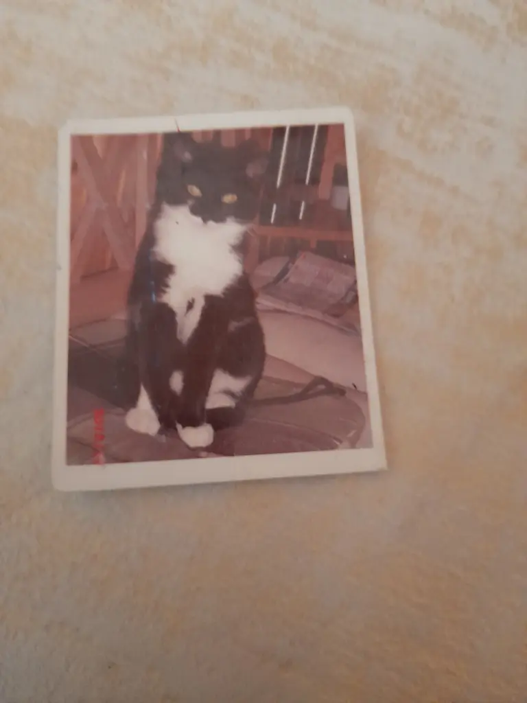 Bild von Blacky