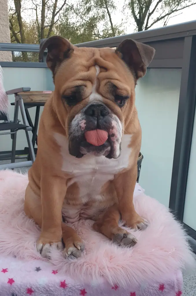 Bild von Bubbles