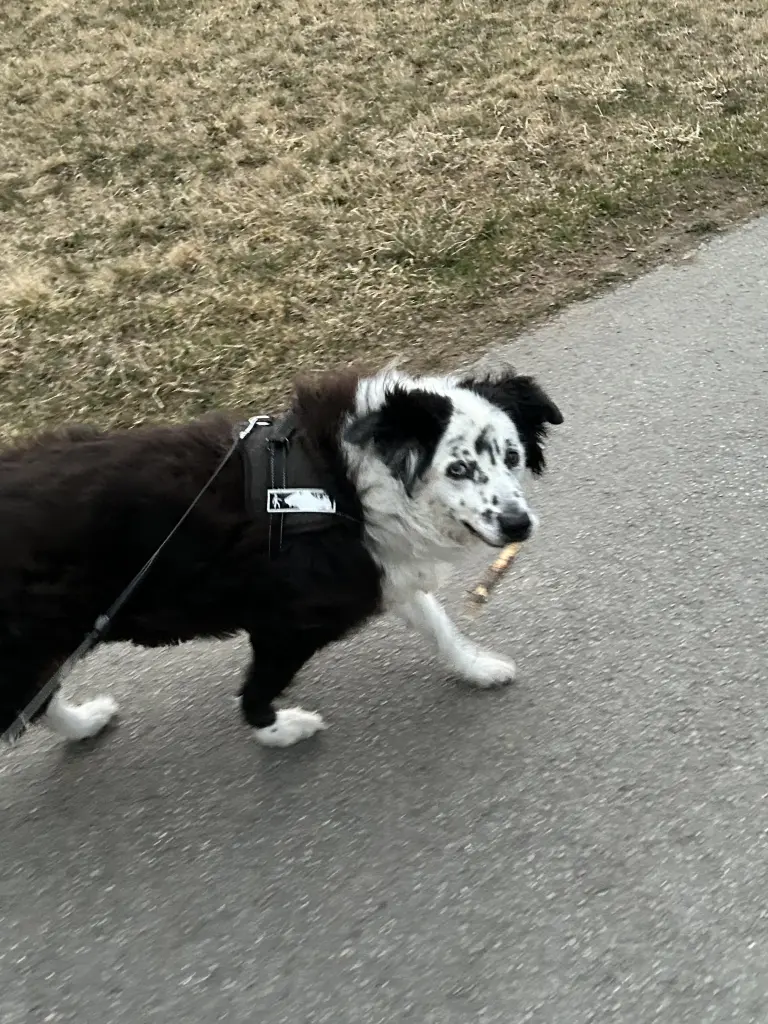 Bild von Marley