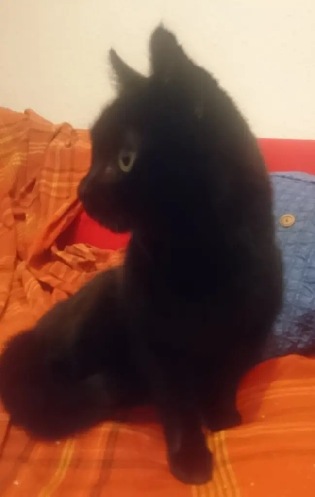Bild von Kiri