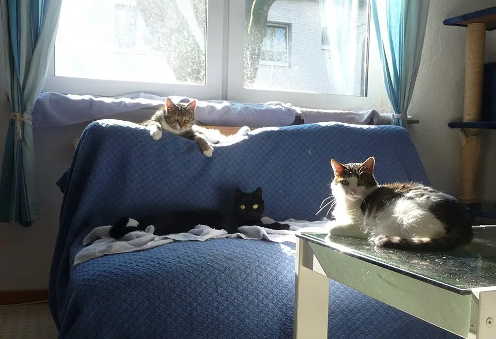 Mit Schnups und Benni