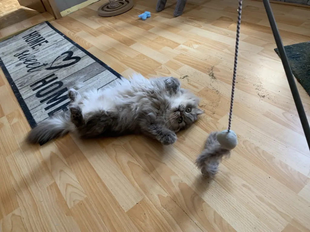 Bild von Prinzi