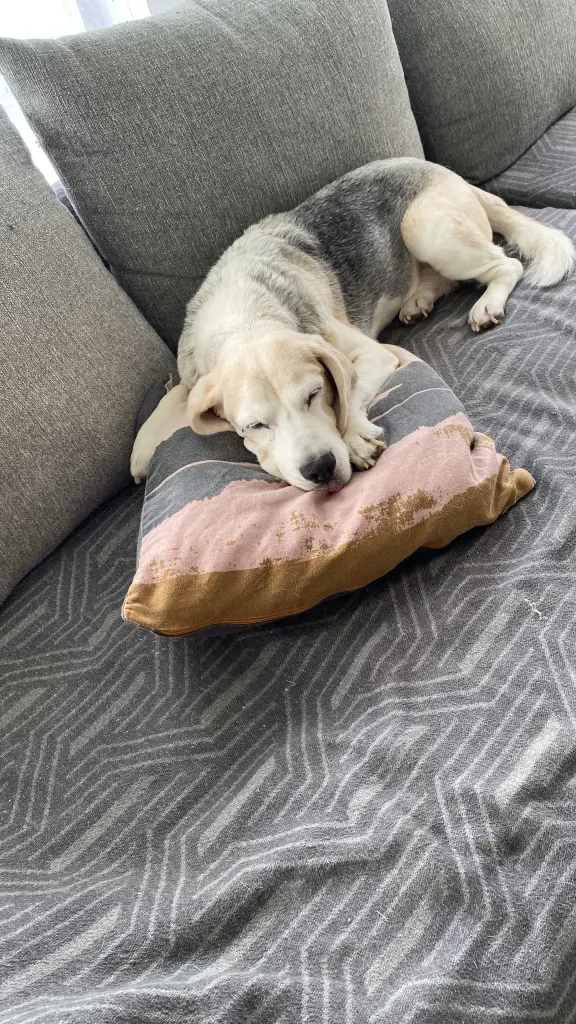 Bild von Boris