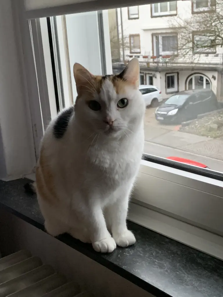 Bild von Lissy