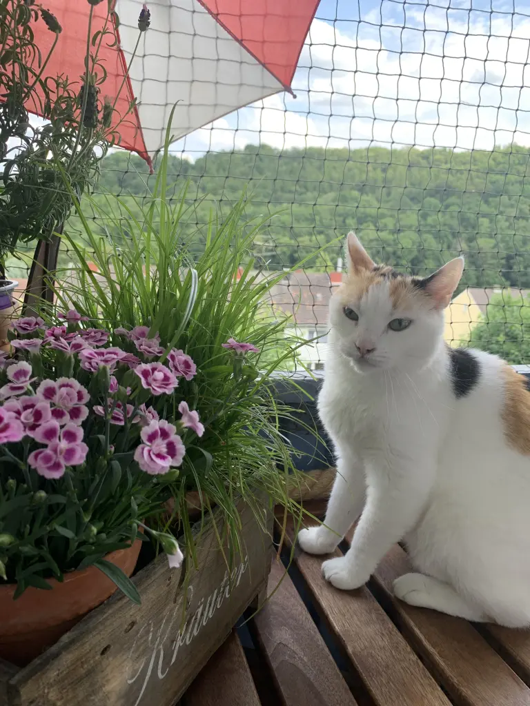 Bild von Lissy