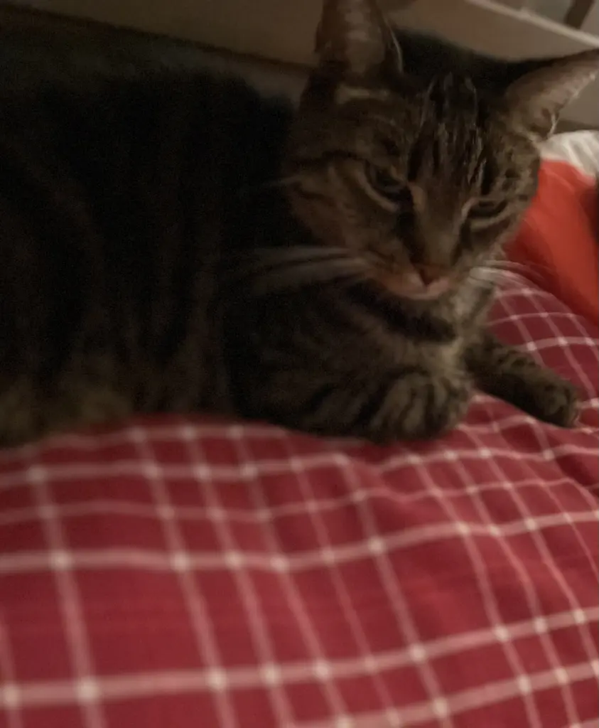Bild von Leo