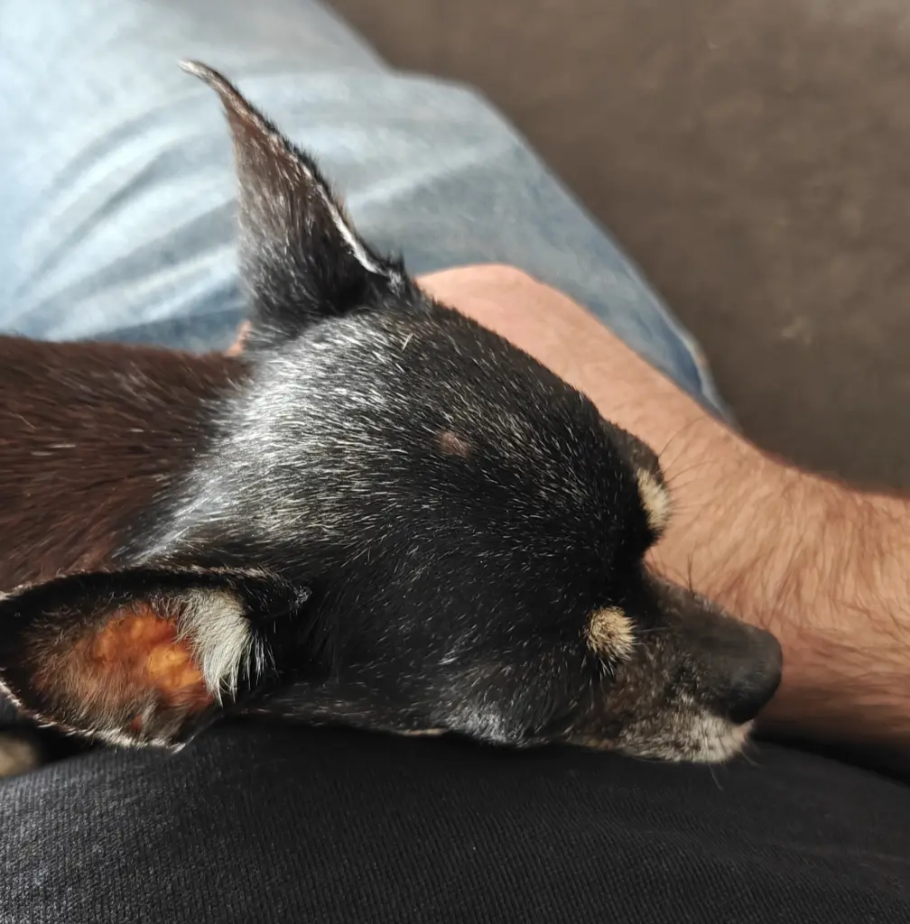 Andachtsbild von Mike