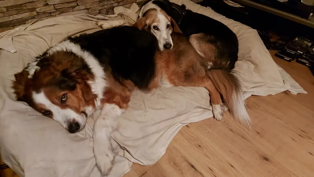 Carlos mit seinem allerbesten Freund Philos