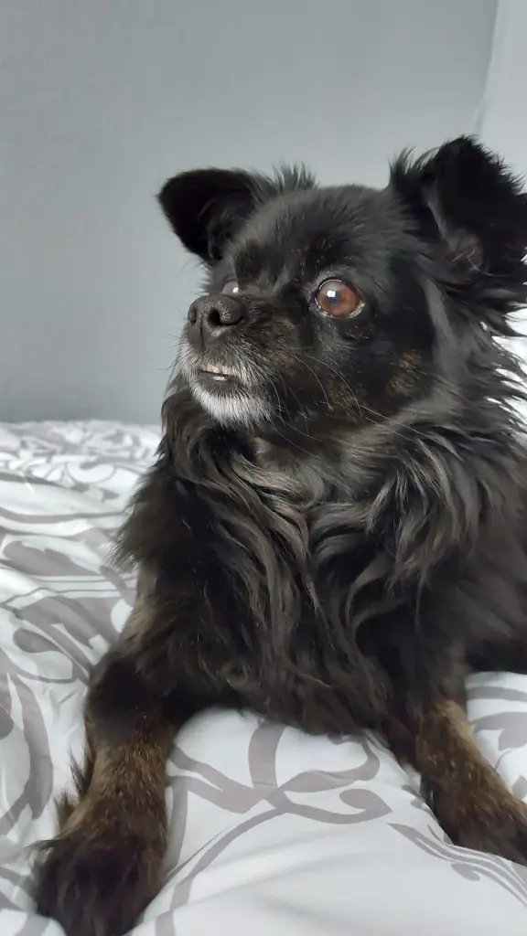 Susi