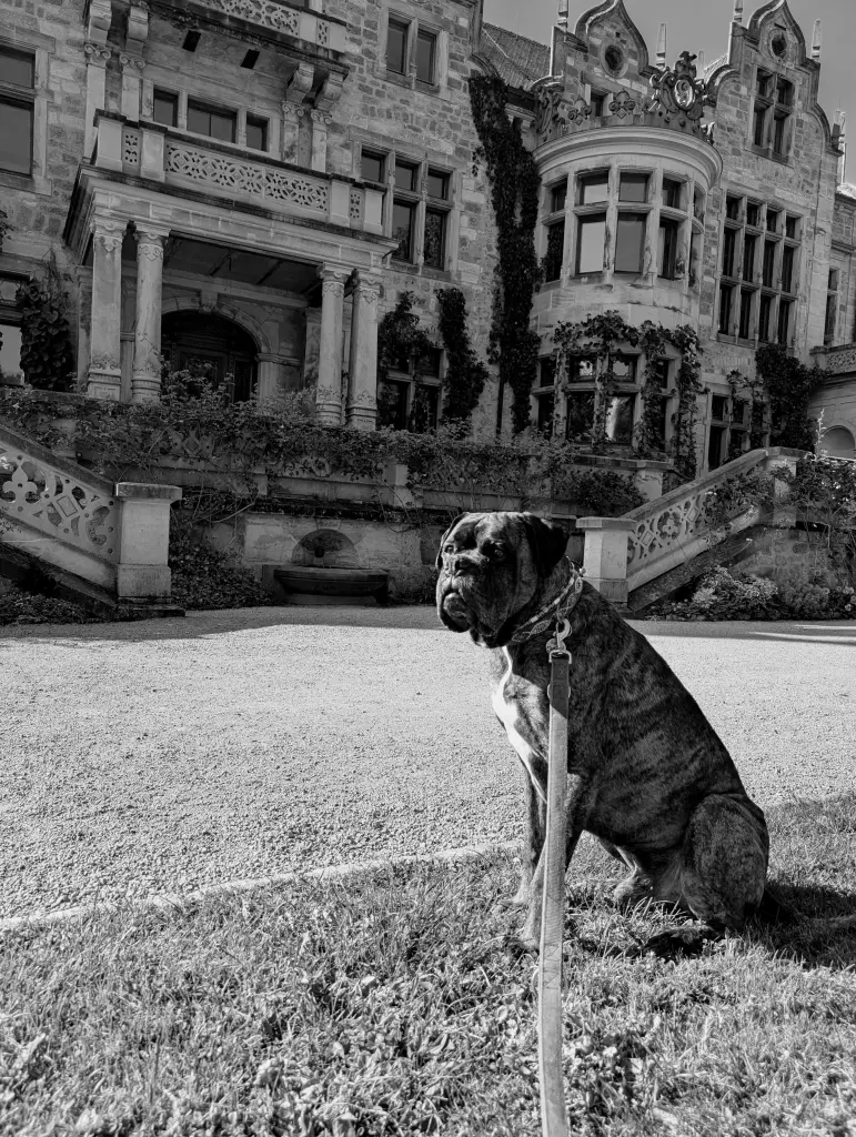 Bild von Samba