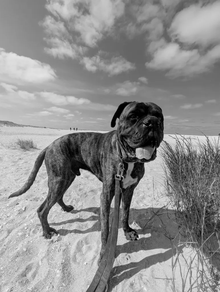Bild von Samba