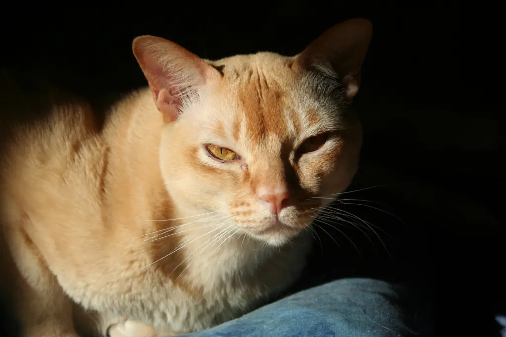 Image from Gizmo