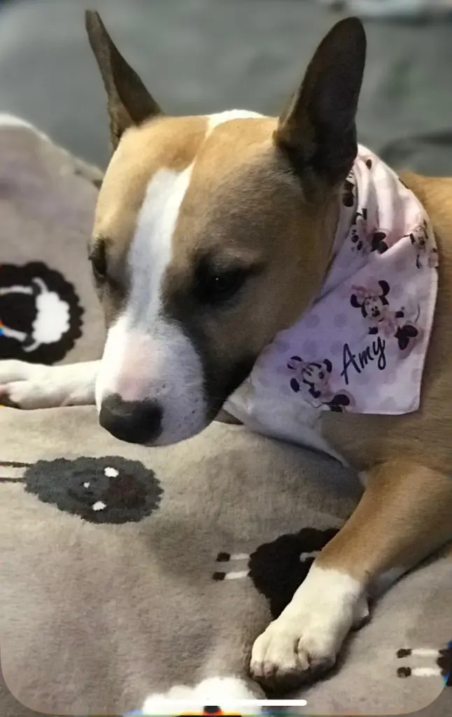 Bild von Amy